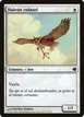 Suntail Hawk #21