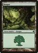 Forest #224