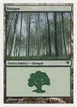 Forest #B11