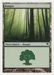 Forest #B48