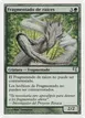 Root Sliver #D15
