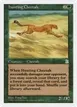 Hunting Cheetah #138