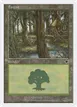 Forest #171