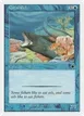 Coral Eel #33