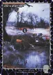 Swamp #1654