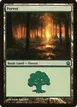 Forest #248