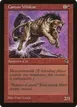 Canyon Wildcat #167