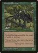 Pincher Beetles #244