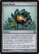Lotus Bloom #259