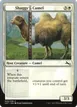 Shaggy Camel #22