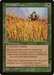 Elephant Grass #104