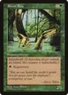 River Boa #118