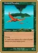 Birds of Paradise #nl217