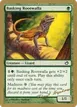 Basking Rootwalla #dh121