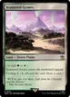 Scattered Groves #301