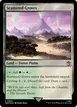 Scattered Groves #892