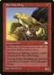 Roc Hatchling #113
