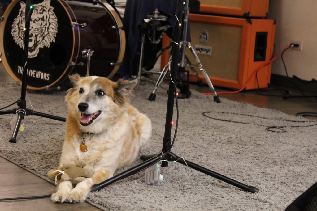 Pepper, Packback's dog, laying on a carpet near microphone stands and amps during a Makespace event.