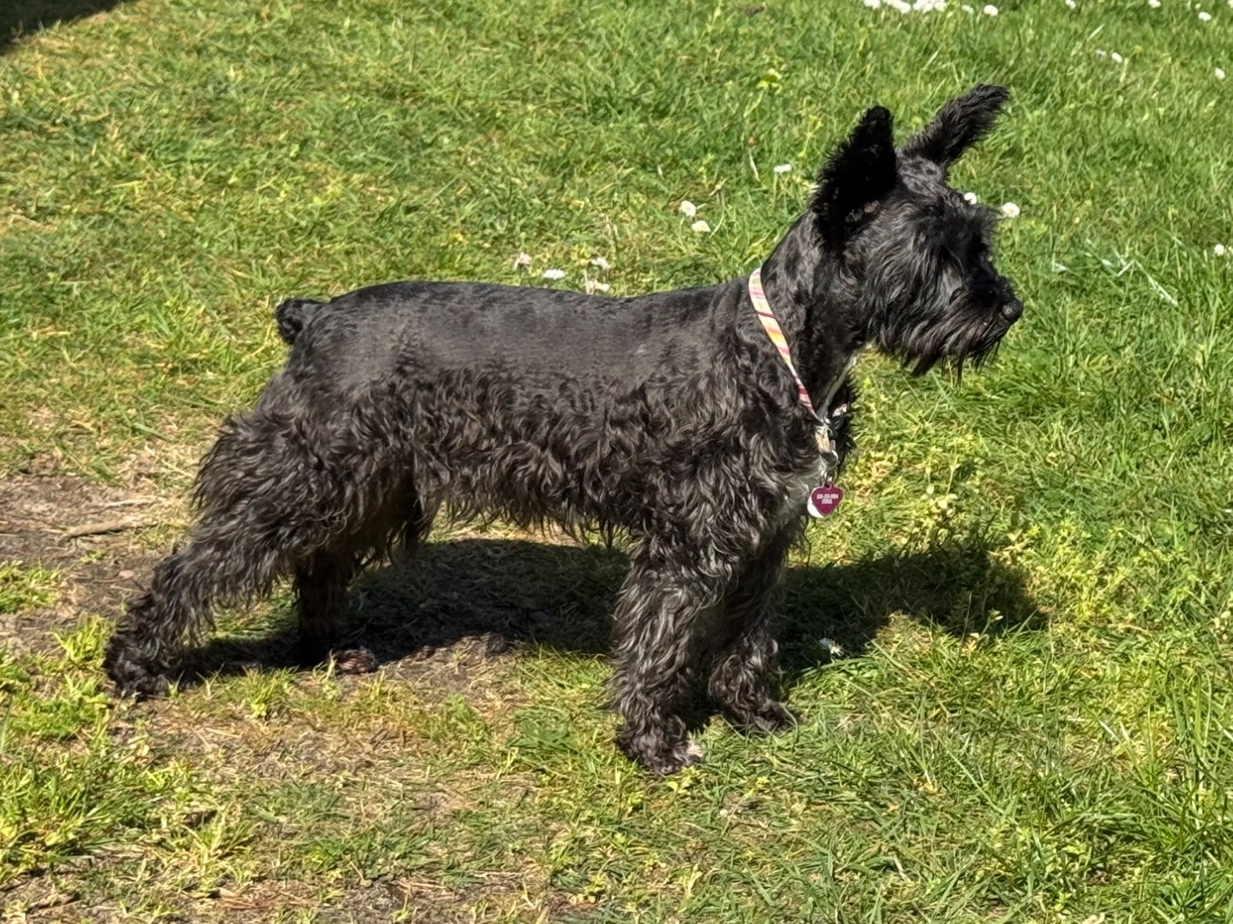 Piper - Purebreed AKC Papers - Miniature Schnauzer | Petmeetly
