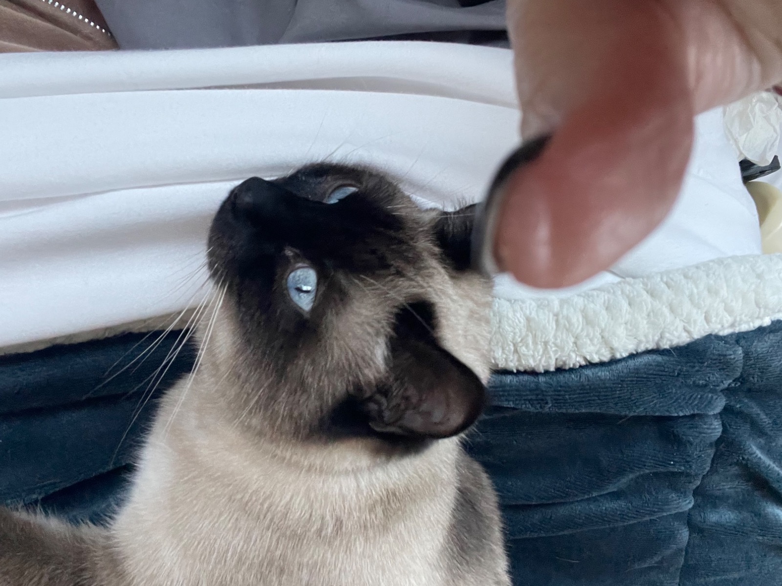 Siamese 1 year old female named Freya for breeding in Kenmore, Washington | Petmeetly