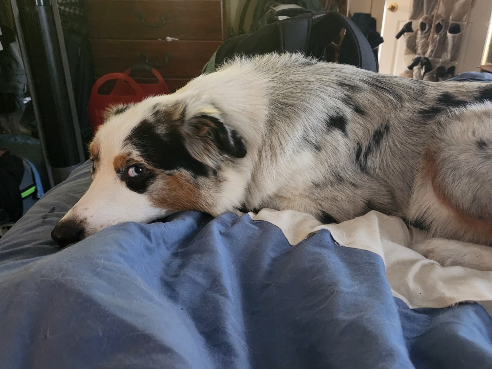 Cinderella - Australian Shepherd | Petmeetly