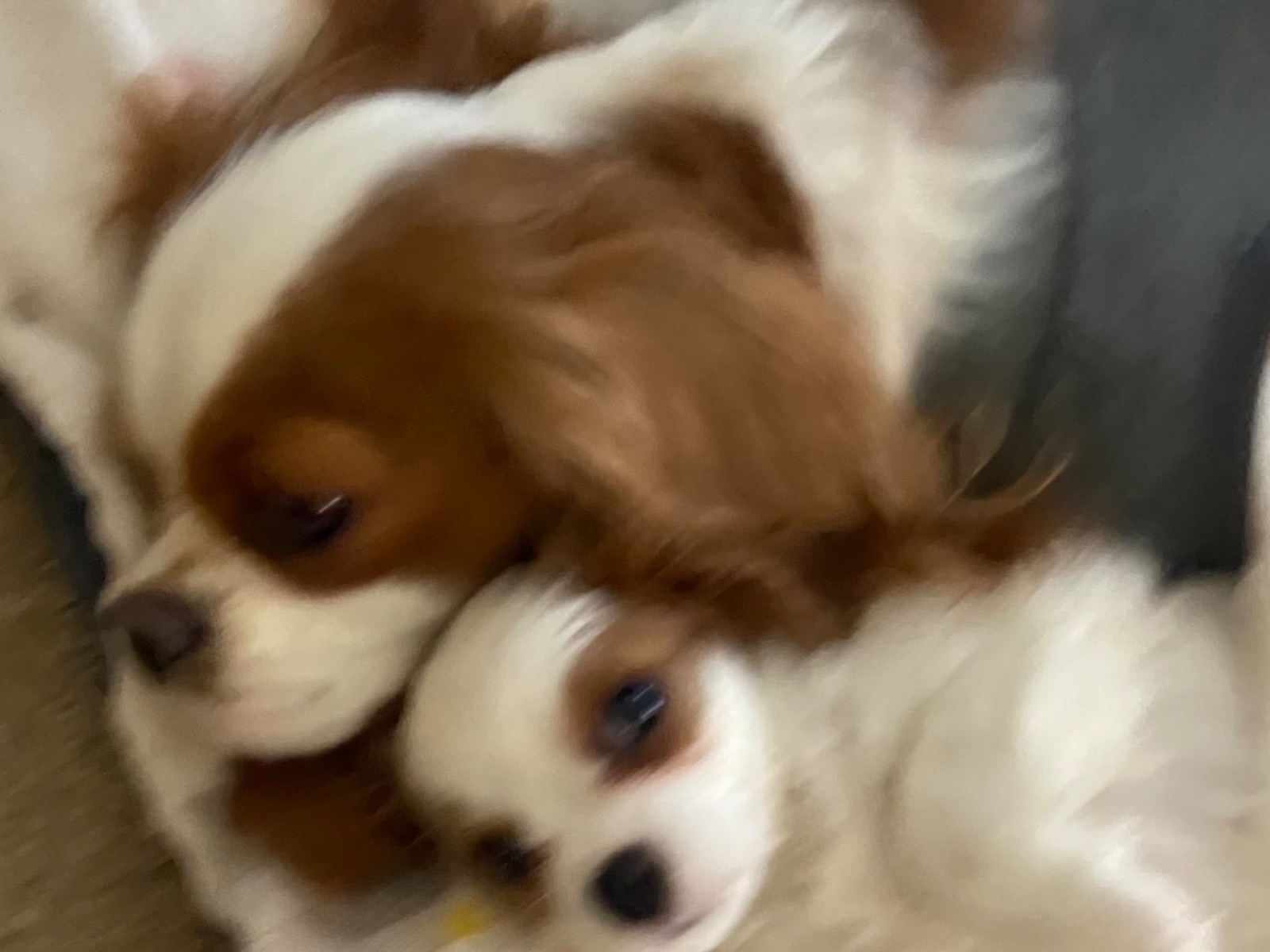 Buttercup - Cavalier King Charles Spaniel | Petmeetly