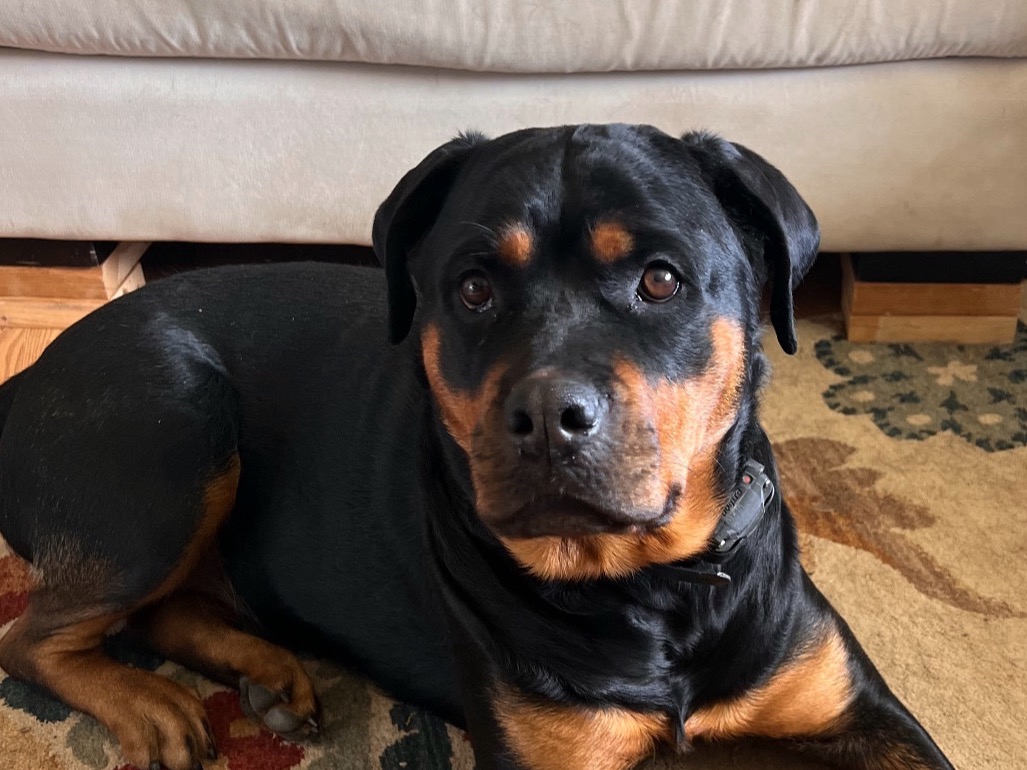 Rottweiler 5 years old female large named Ruby for breeding in Boulder, Colorado | Petmeetly