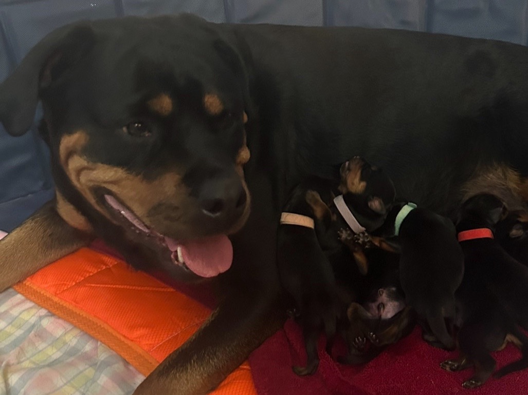 Rottweiler 5 years old female large named Ruby for breeding in Boulder, Colorado | Petmeetly