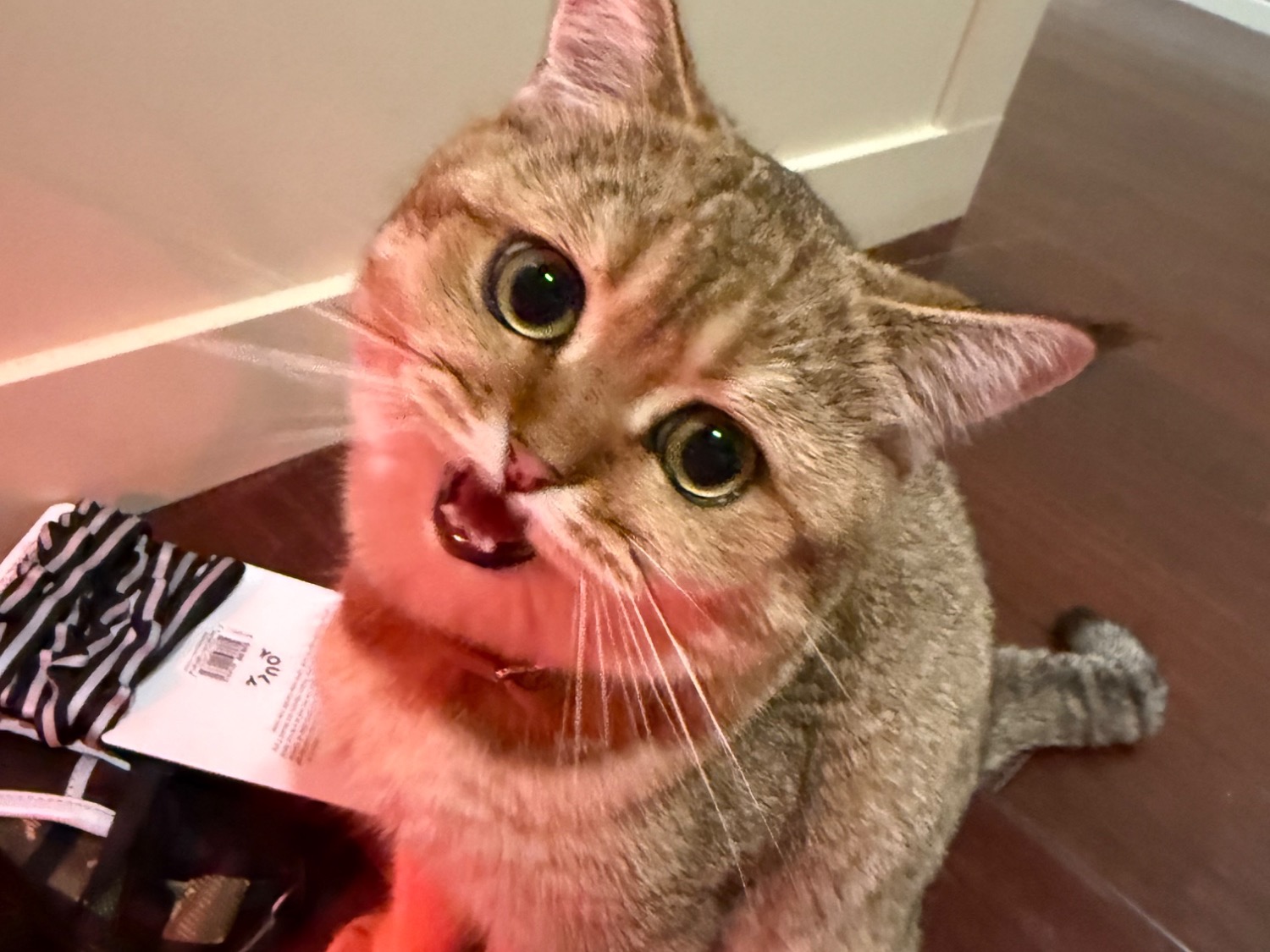 Scottish Straight 1 year old male named samson for breeding in Los Angeles, California | Petmeetly