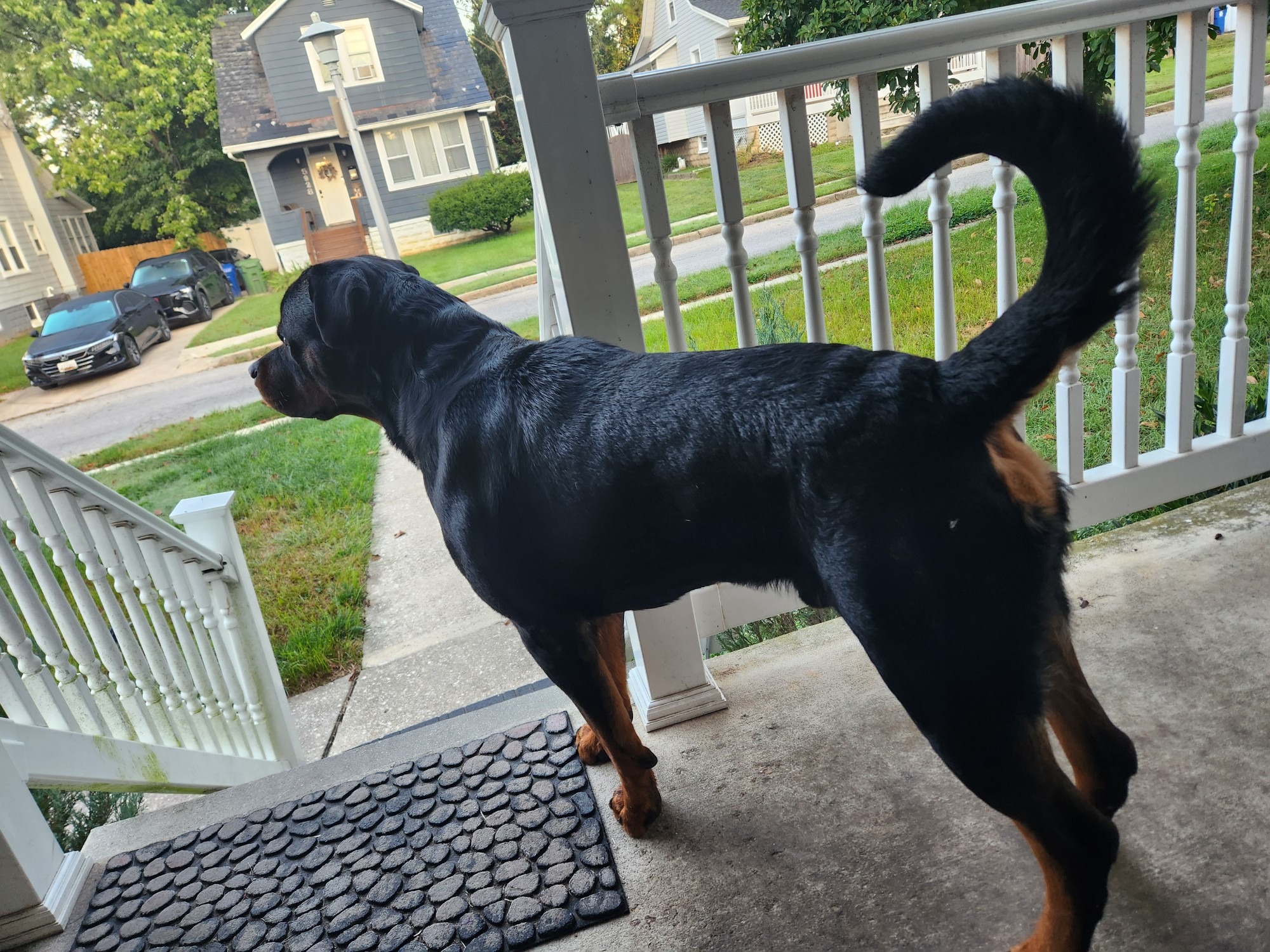 German Rottweiler 3 years 3 months old male extra large named JA for breeding in Baltimore, Maryland | Petmeetly