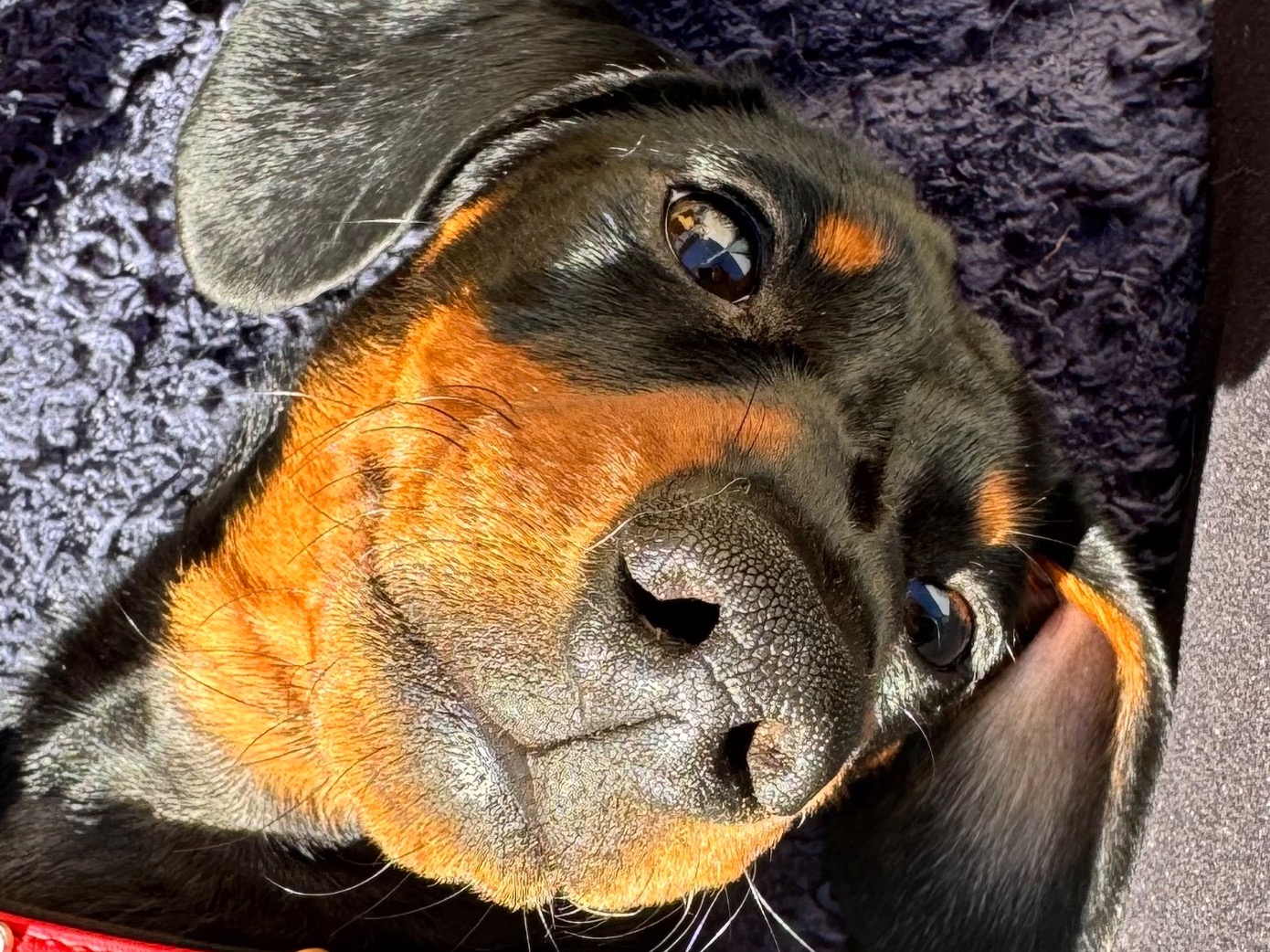 Wanda - Dachshund | Petmeetly