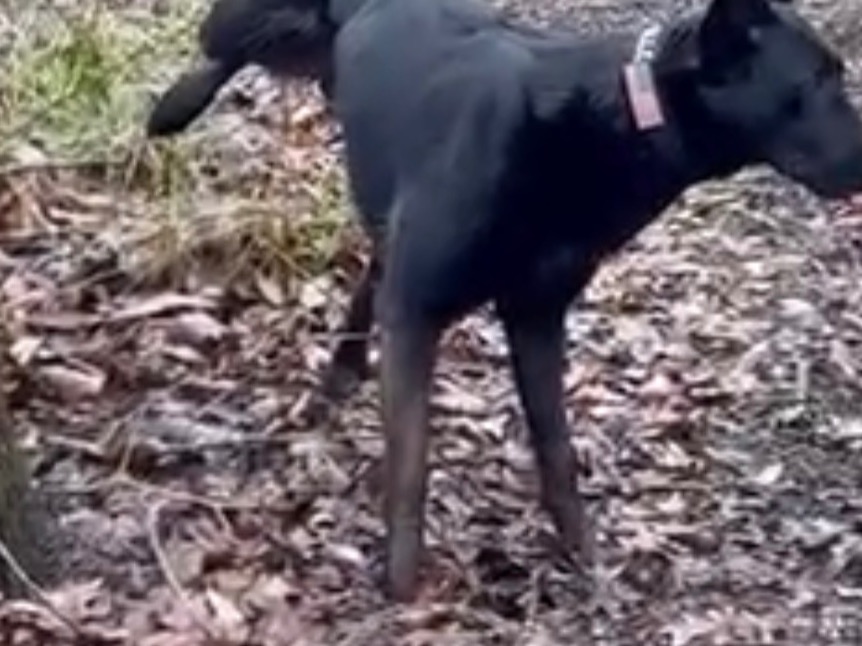 Belgian Malinois 3 years old male large named Ozzy for breeding in Pinehurst, North Carolina | Petmeetly