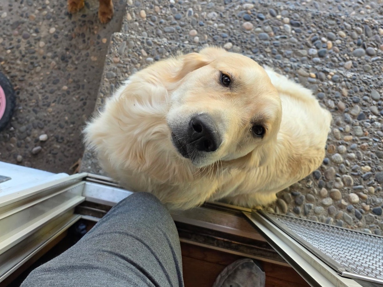 English Golden Retriever 2 years old male large named Miles for breeding in Pasco, Washington | Petmeetly