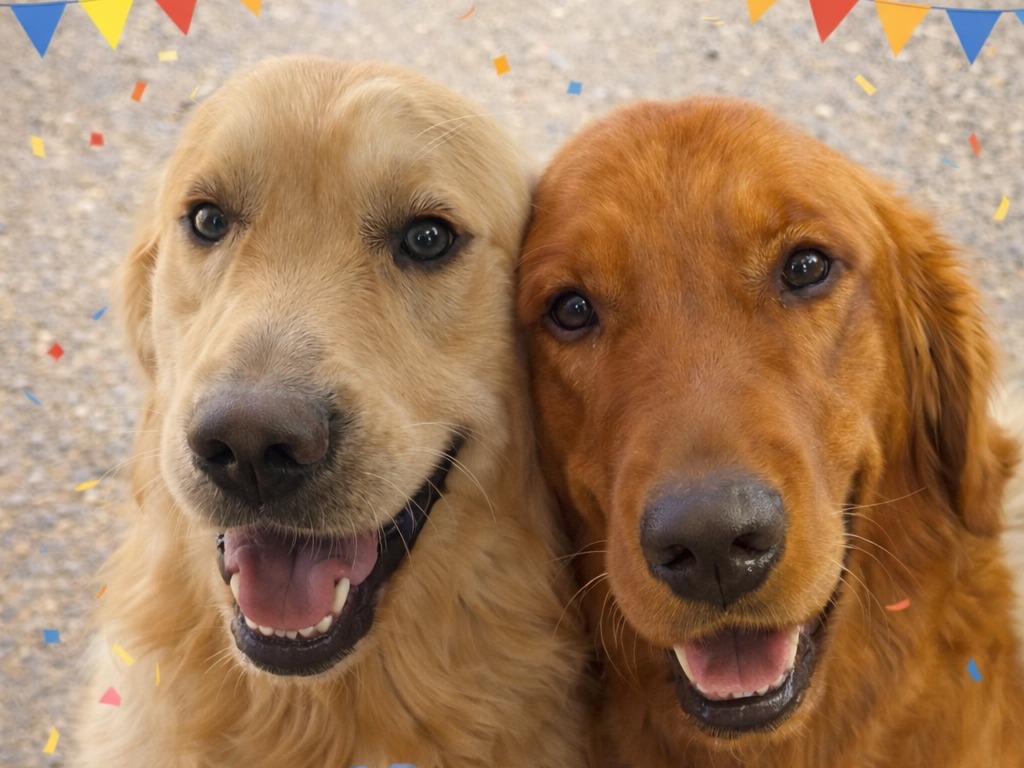 English Golden Retriever 2 years old male large named Miles for breeding in Pasco, Washington | Petmeetly