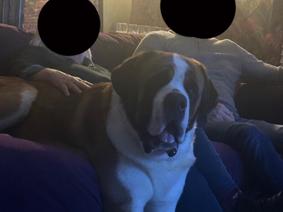 magnus - Saint Bernard | Petmeetly