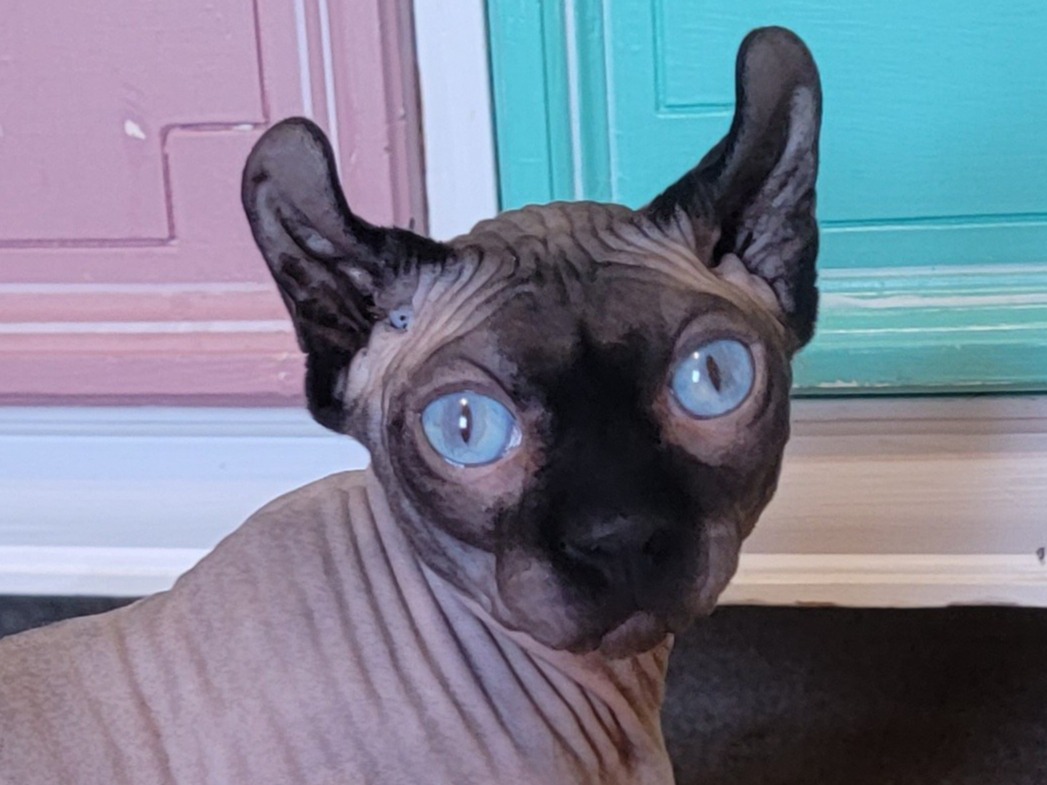 Sphynx 3 years old male named Rolo for breeding in Southaven, Mississippi | Petmeetly