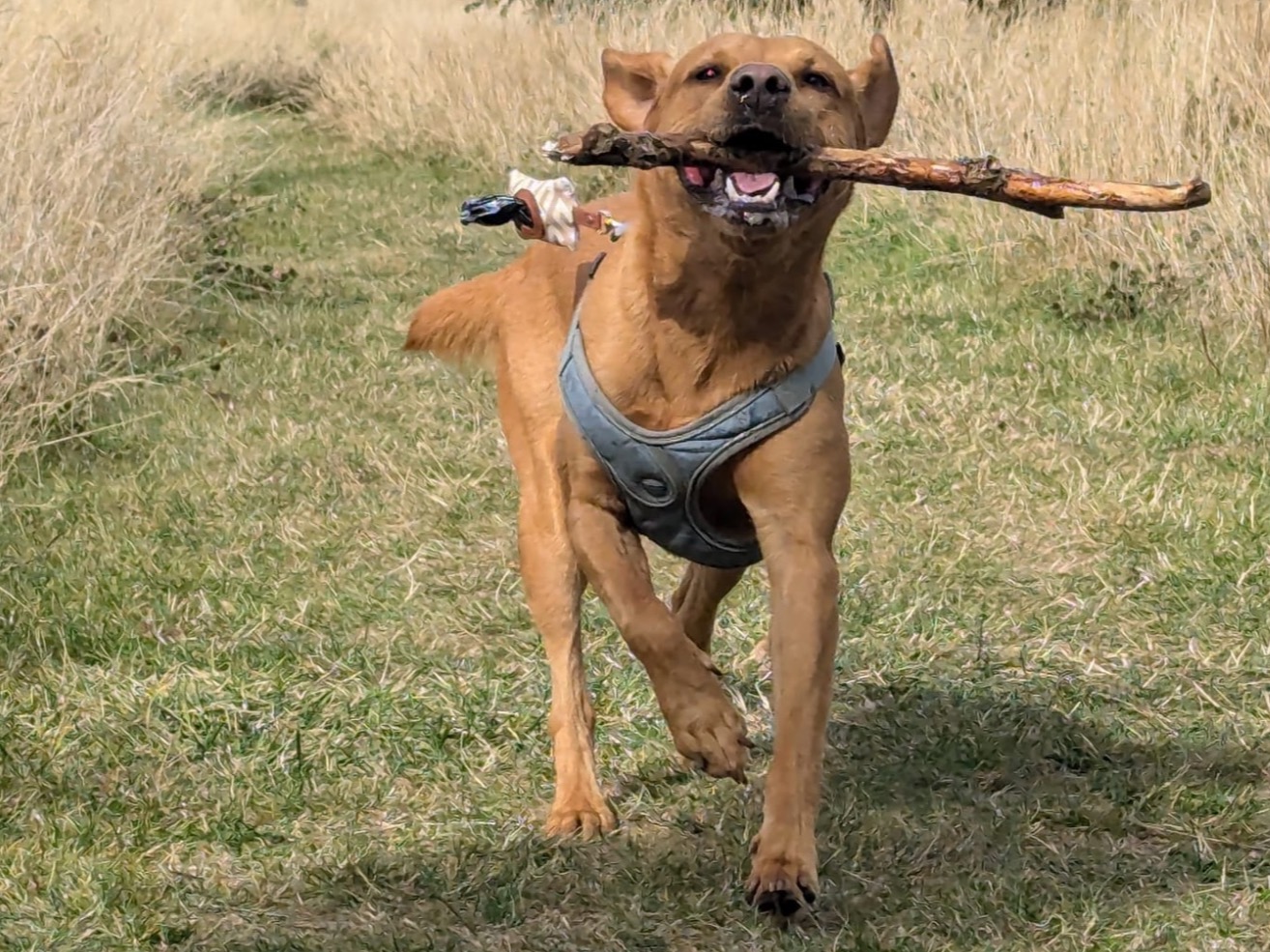 RED - Fox Red Labrador | Petmeetly