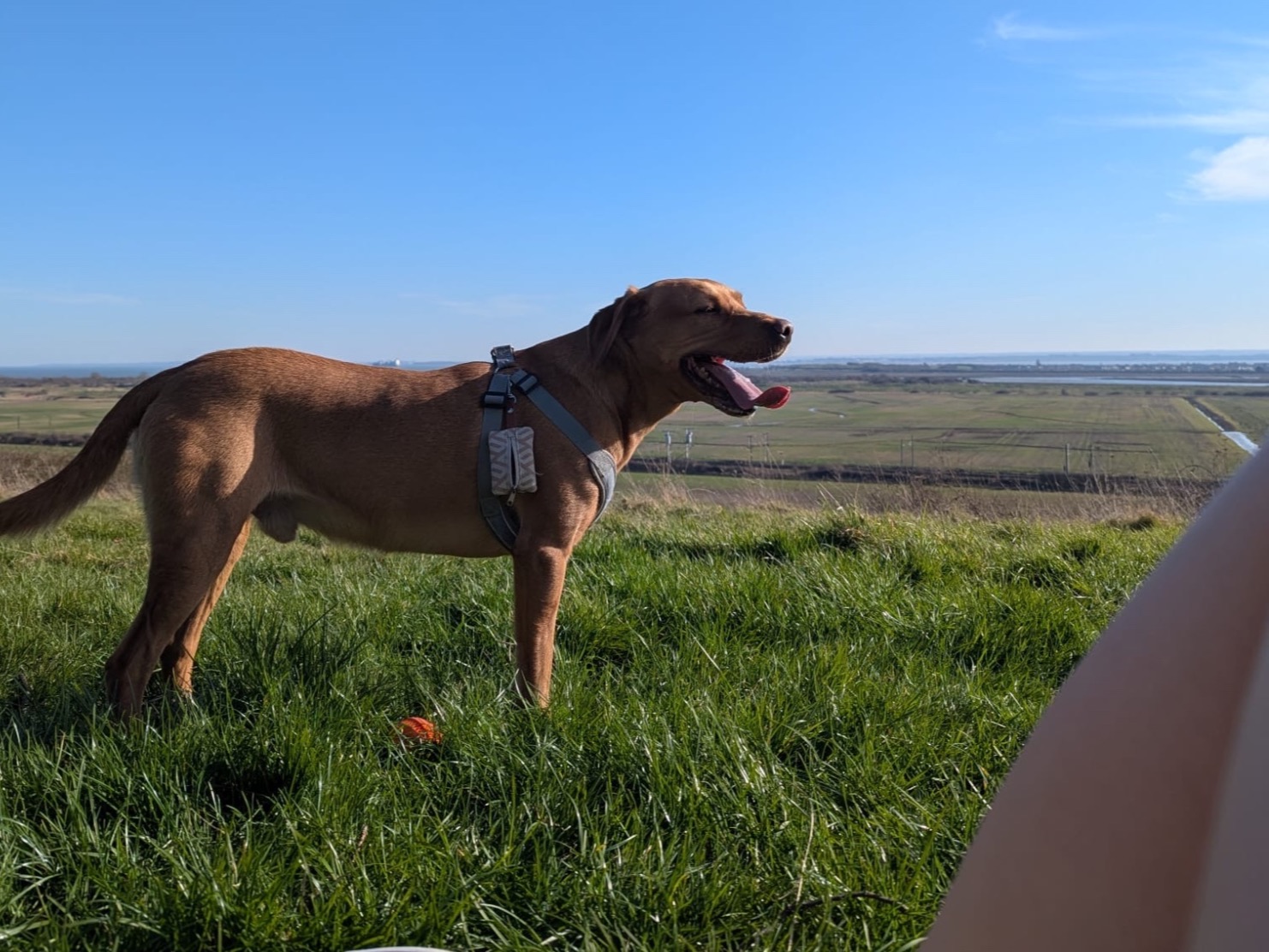 Fox Red Labrador 4 years 4 months old male medium named RED for breeding in Southend-on-Sea, England | Petmeetly