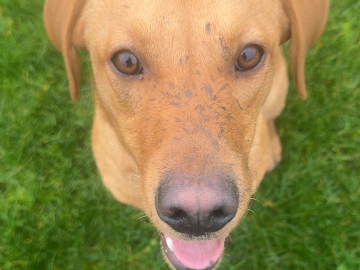 Fox Red Labrador 1 year old male large named bruno for breeding in Newcastle upon Tyne, England | Petmeetly