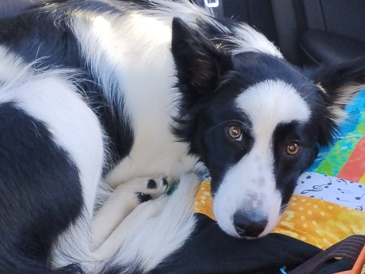 Border Collie 1 year 4 months old female medium named Ellie for breeding in Tazewell, Virginia | Petmeetly