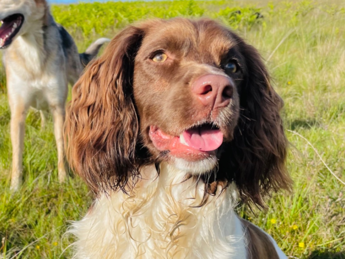 English Springer Spaniel 5 years 9 months old female medium named Darcy for breeding in Storrington, England | Petmeetly