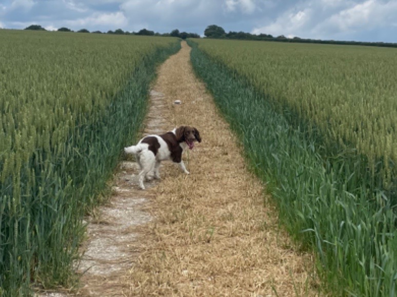 English Springer Spaniel 5 years 9 months old female medium named Darcy for breeding in Storrington, England | Petmeetly