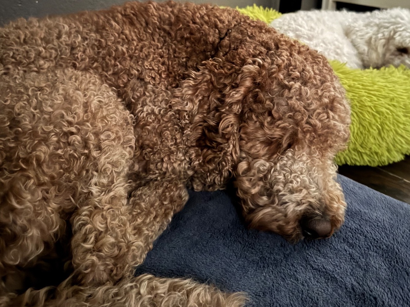 Golden Retriever 2 years old male medium named Miles for breeding in Lancaster, California | Petmeetly