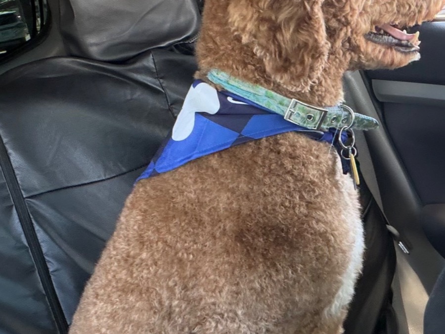 Golden Retriever 2 years old male medium named Miles for breeding in Lancaster, California | Petmeetly