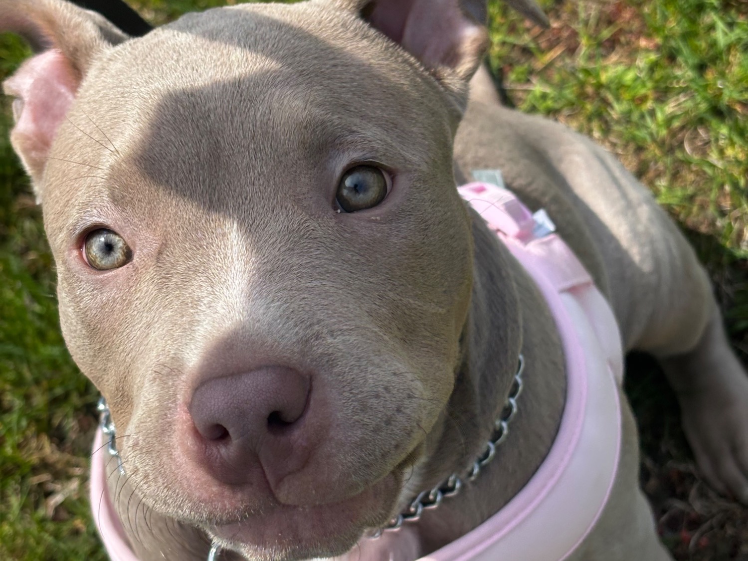 American Bully 1 year 1 month old female large named Medusa for breeding in Big Rapids, Michigan | Petmeetly