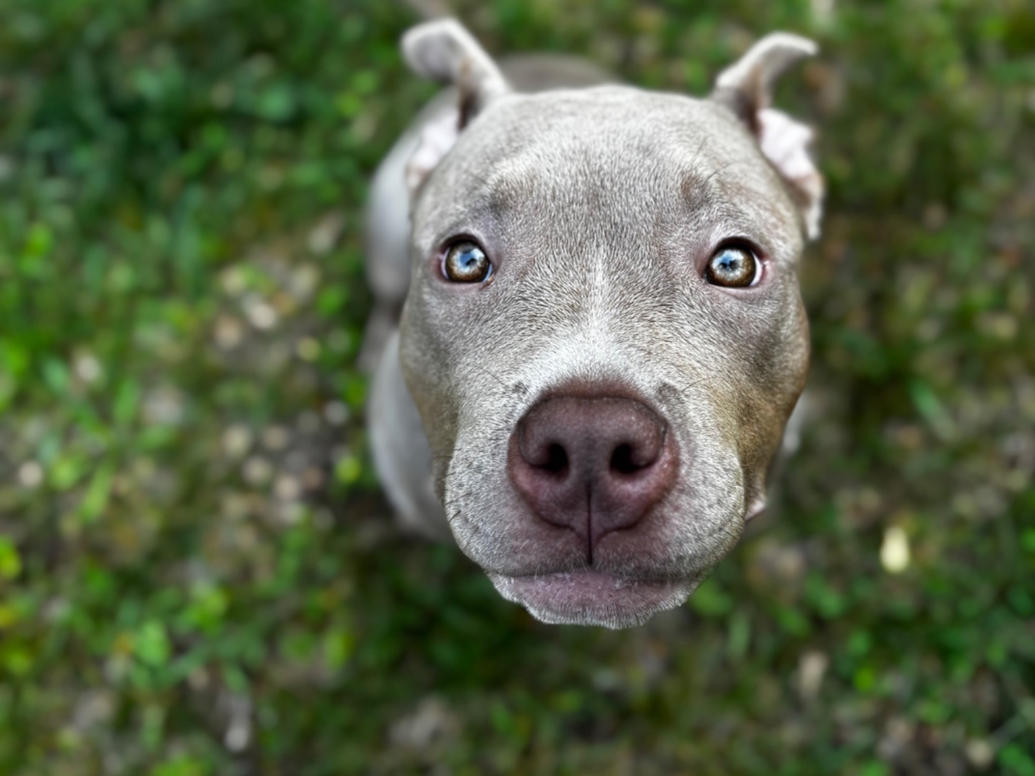 American Bully 1 year 1 month old female large named Medusa for breeding in Big Rapids, Michigan | Petmeetly