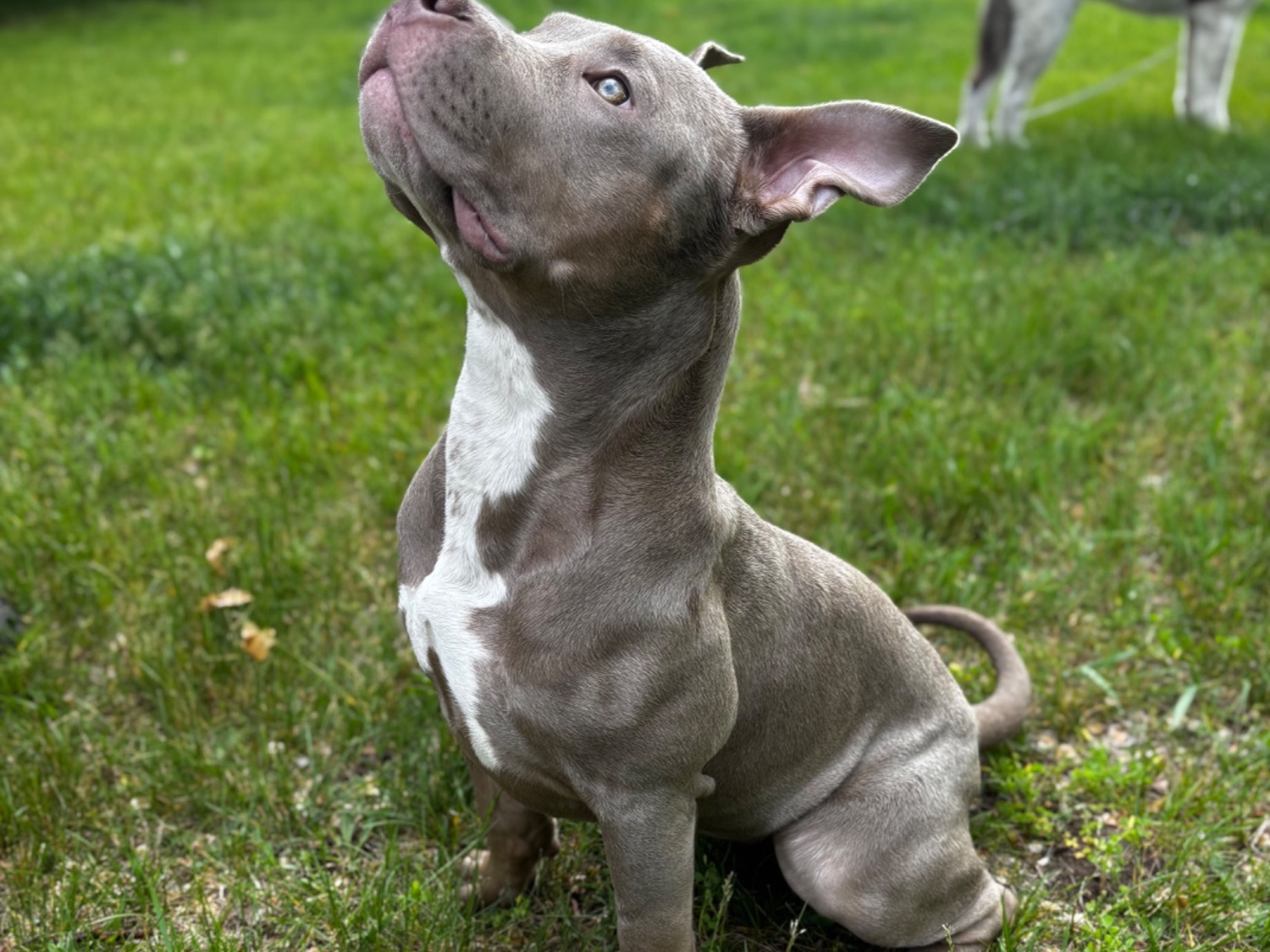 American Bully 1 year 1 month old female large named Medusa for breeding in Big Rapids, Michigan | Petmeetly
