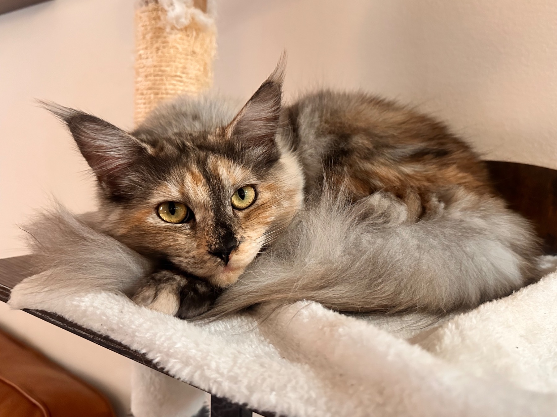 Maine Coon 1 year old female named Mimi for breeding in Rensselaer, New York | Petmeetly