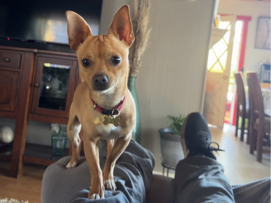 Chihuahua 1 year 3 months old male small named Bruno for breeding in Kings Beach, California | Petmeetly