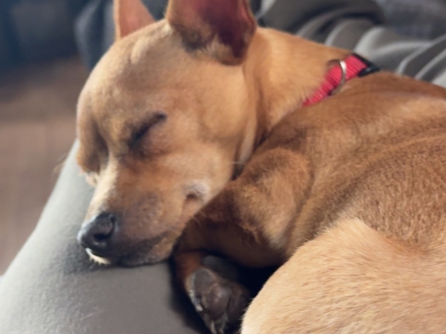 Chihuahua 1 year 3 months old male small named Bruno for breeding in Kings Beach, California | Petmeetly